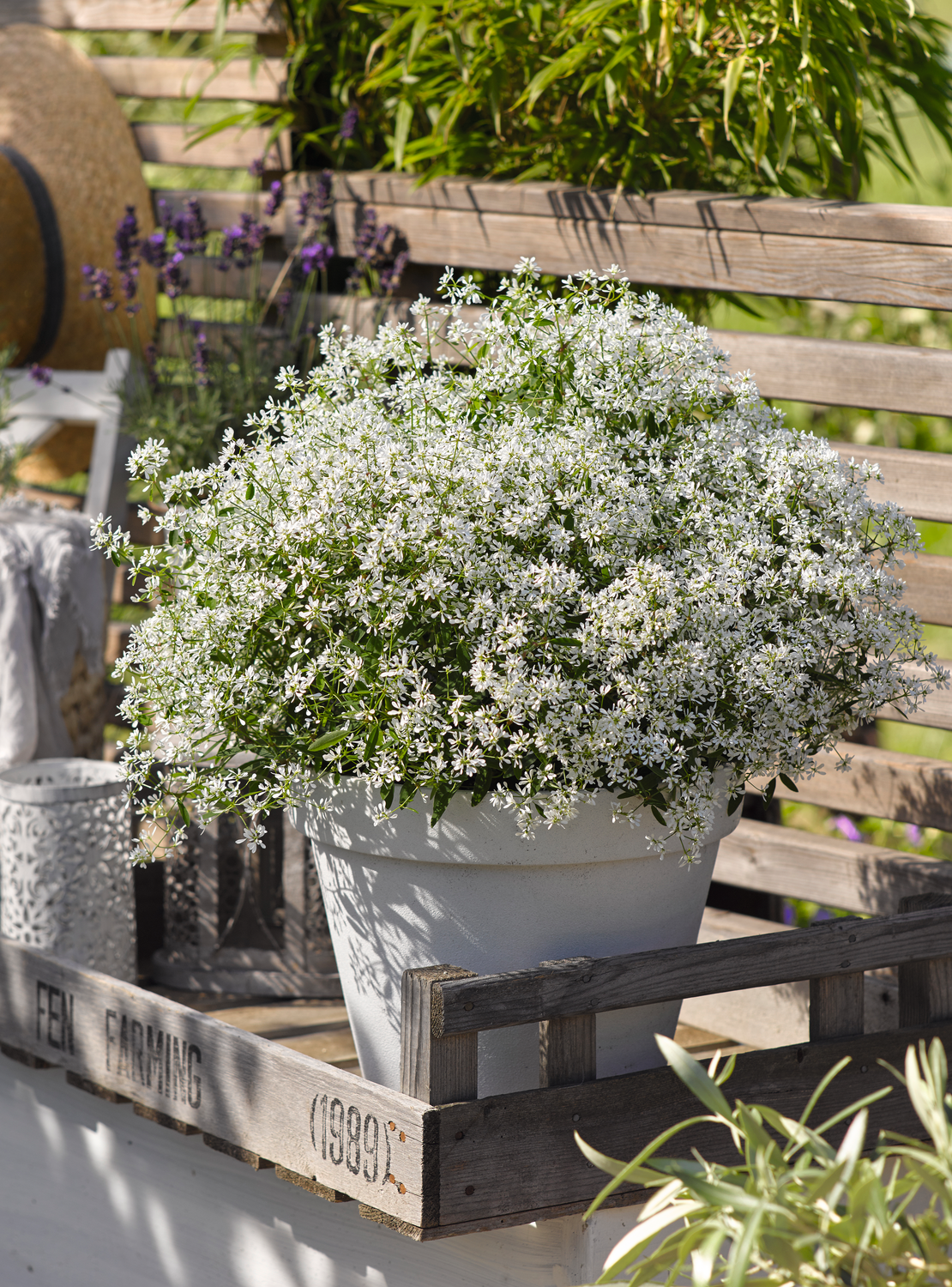 Euphorbia »Euphoria« Zauberschnee Lagerhaus Salzburg
